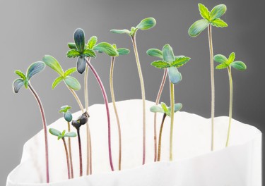 hemp sprouts microgreens